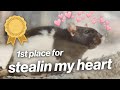 WHAT HAPPENS AT A RAT SHOW? | Sydney Royal Rat &amp; Mouse Show, 2021