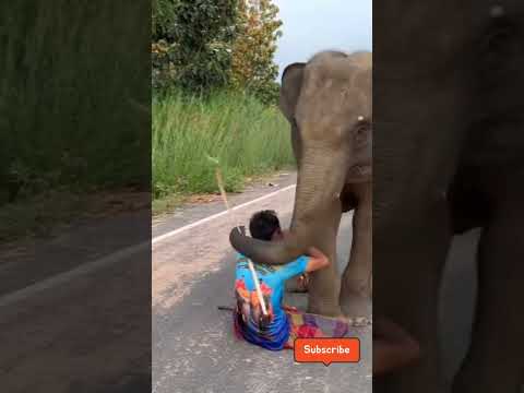 Elephant Crying Shorts