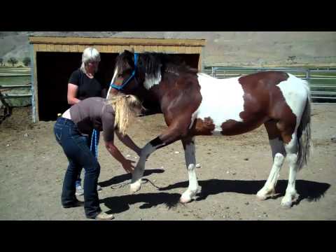 McCullough Peaks Mustangs - ROTH farrier prep