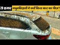 20 हजार मधुमक्खियों ने क्यों किया कार का पीछा? | | Amazing Random Facts in Hindi - Factified Ep #09