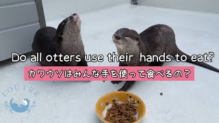 Do All Otters Use Their Hands To Eat?　#Shorts