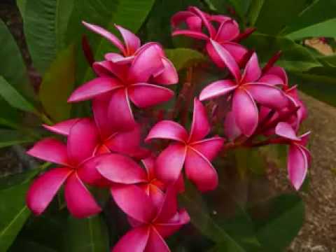 Plumeria Flower Collage Dean Conklin Plumeria Gard...