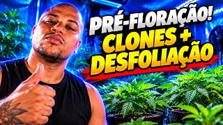 HOW TO MAKE CLONES + DEFOLIATION! 🌱 START OF PRE-FLOWERING
