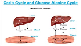 Cori Cycle and Glucose Alanine Cycle || Biochemistry