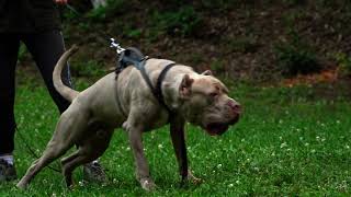 Vicious Bandog Defence training   Andante Bandog  Protection Service Dog