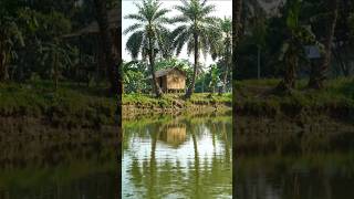 সোনালি আলোয় গ্রামের সৌন্দর্য… 🌅#SunsetNature #VillageLife #GoldenField #NatureView #CalmNature