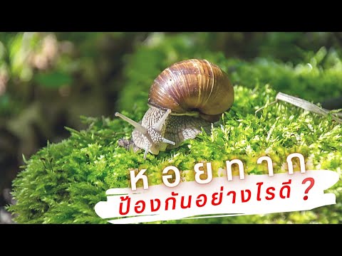 หอยทากเยอะกินต้นกล้าจัดการหอ ชมสวน บ้านดินปันสุข ขั้นตอนการทำนาอินทรีย์ นาโยน ข้าวอินทรีย์ ผักอินทรีย์ วิถีชีวิตง่ายๆ ทำโฮมสคูล