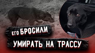 Зимой на трассе стоял истощенный пес, он давно не ел, не пил и замерзал. Сколько же боли в глазах.