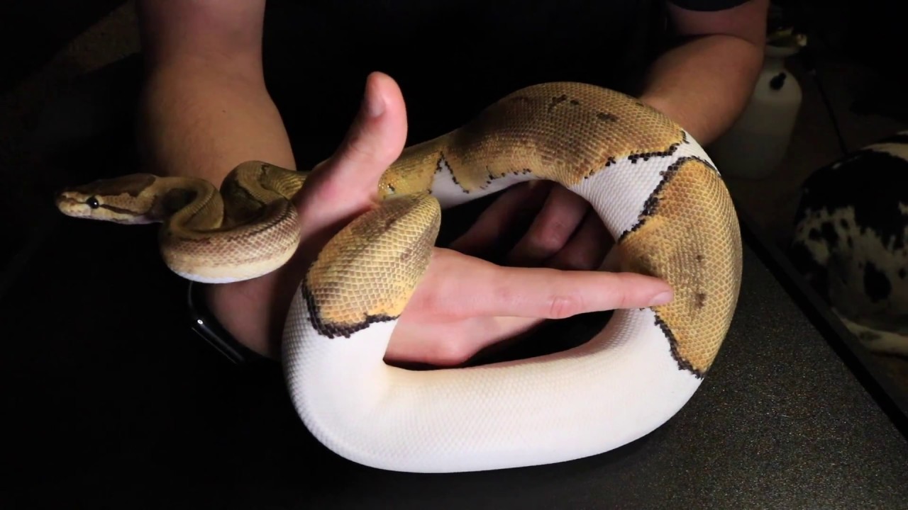 petco hours Reptile Room Tour Part 2 (2017)