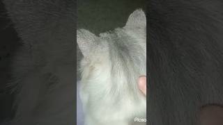 علاج فطريات القطط في 18 يوم فقط ? shortvideo cat reels قبل و بعد veterinary