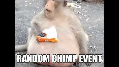 RANDOM CHIMP EVENT