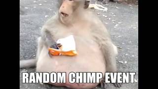 RANDOM CHIMP EVENT