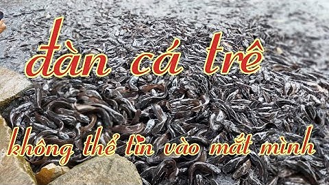 Đàn cá trê ở thiền viện trúc lâm an giang