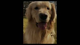 #goldem #edit #pets #dogs #cachorros #fyp💗💗🌸🌸:D
