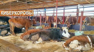 Киберкоровы и киберкоровник на RUSSIAN CYBERPUNK FARM. Где робот Фёдор? Содержание коров на ферме