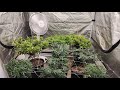 Marshydro fc6500 grow tent update lets grow full canopy time