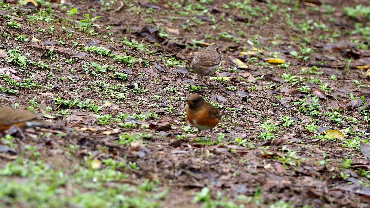 赤腹鶇 Brown Thrush (die Braunkopfsoor) & 斑點鶇 Dusky Thrush (die