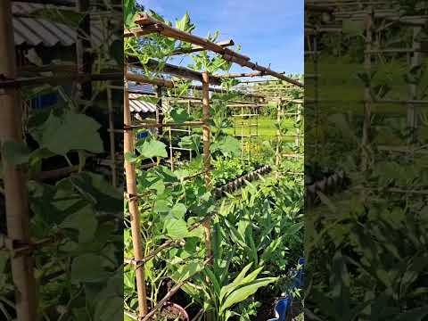 مزرعة الأحلام 4