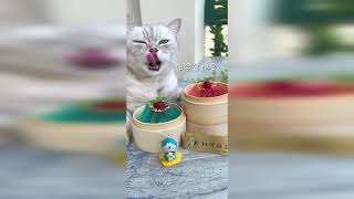 【面白い猫】怒った猫はとてもかわいいです!!!🤣おかしな🤣猫と犬🥰笑わないようにしてください🥰面白いペットの愛の動物 #20210924