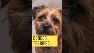 From Fox Chasers to Family Favorites: Border Terriers  #borderterrier  #dogfacts #dogshorts