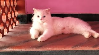 💥இனிய தீபாவளி நல்வாழ்த்துக்கள் 🙏 #diwali #cat #பூனை #catvideos #persiancat #funnycat #kitten #viral by Cat Paws 158 views 6 months ago 3 minutes, 3 seconds