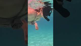 Snorkeling Tips for Beginners in Komodo #travel #foxtravels #komododragons #beach #fishing #komodo