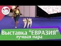 Best in show Лучшая пара 18 марта на Евразии 17 ilikepet