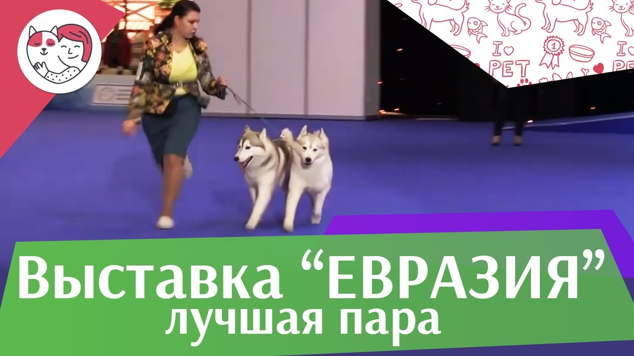 питомцы кукол лол Best in show Лучшая пара 18 марта на Евразии 17 ilikepet