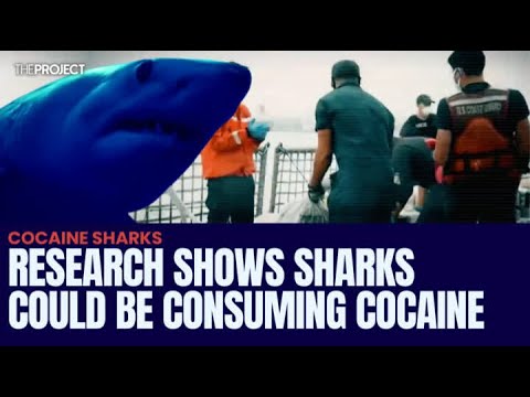 Wideo: Czy rekin projektowy jest niebezpieczny?