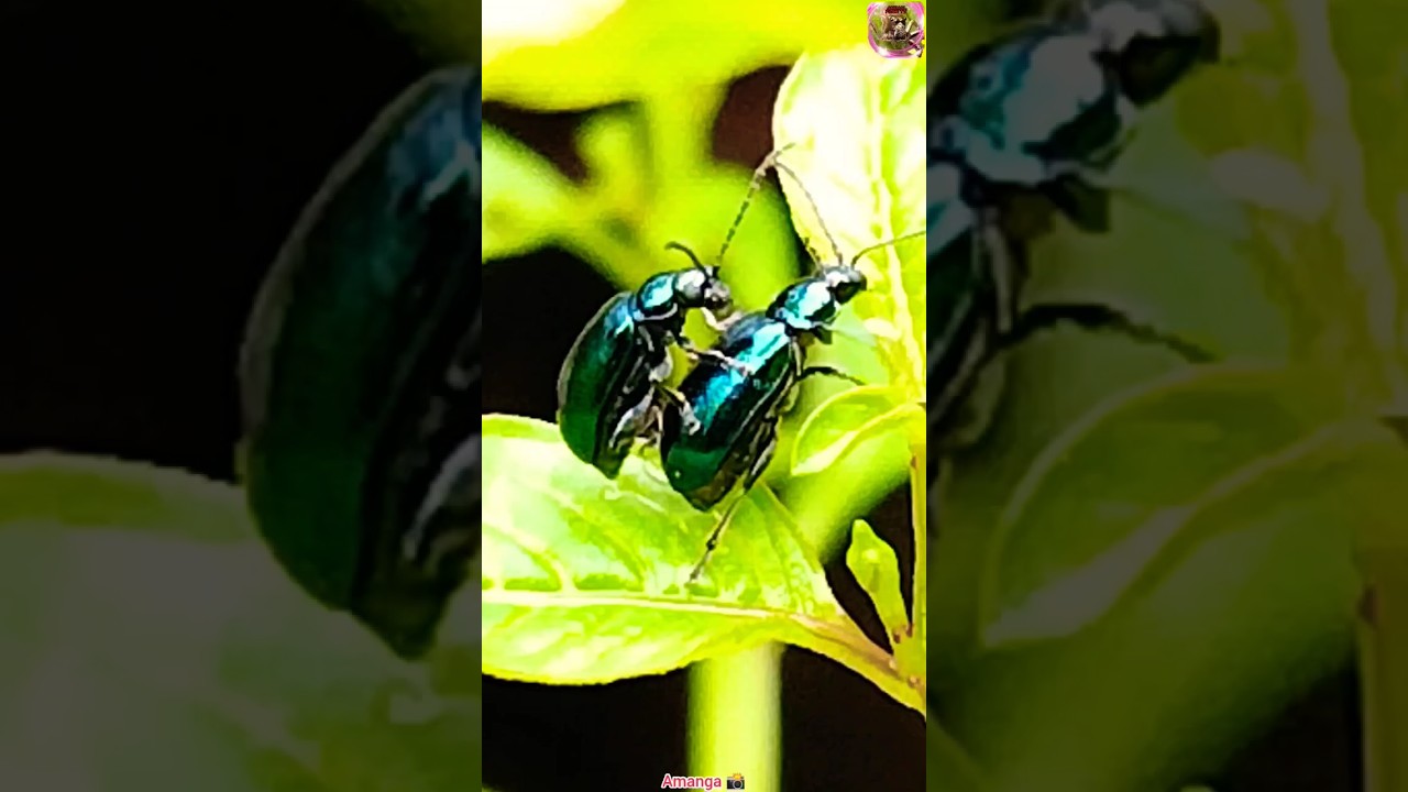 beautiful insect species 🐝🐝