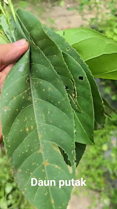 daun putak sembuh penyaket setok.atau sawan