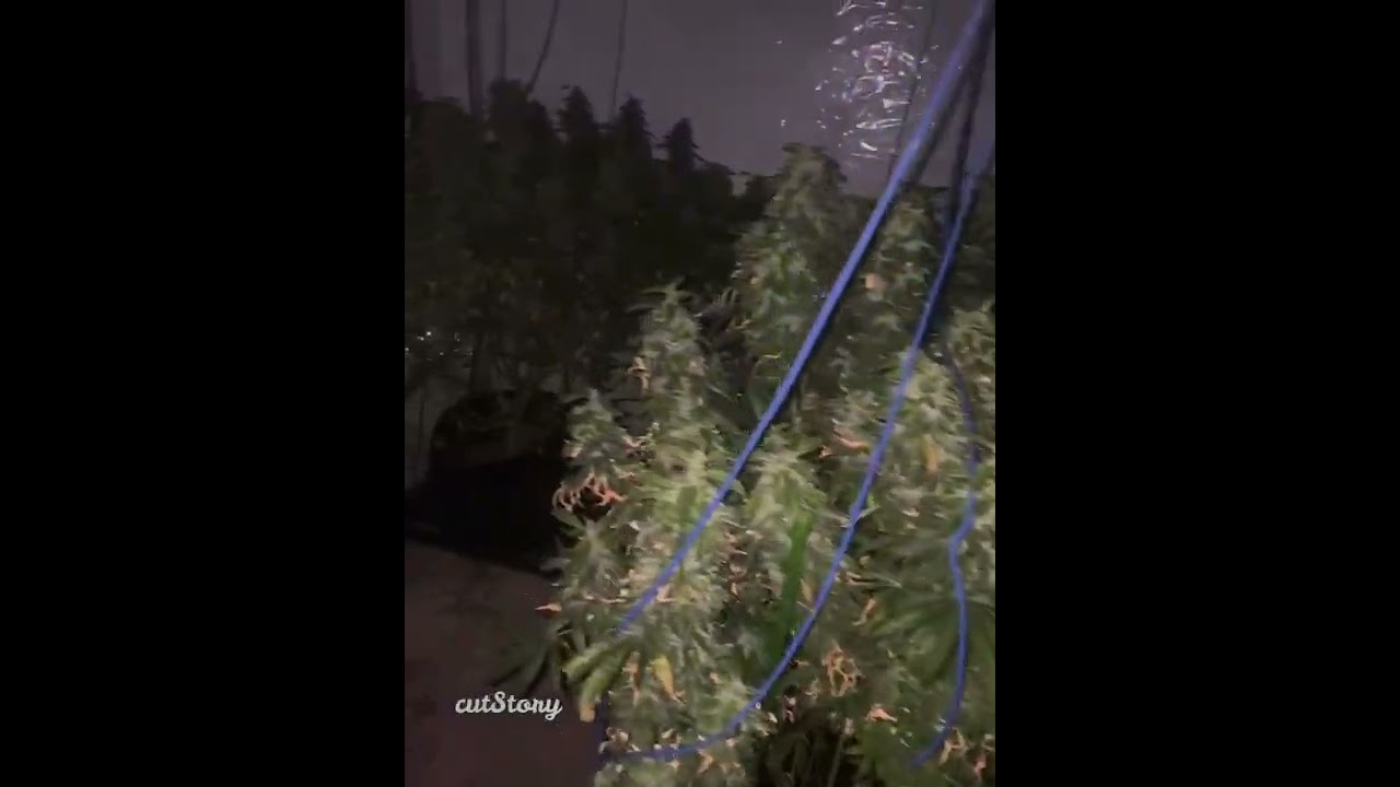 Bud Formation Ruined