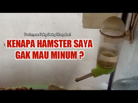 Video: Cara Melatih Hamster Anda Untuk Minum