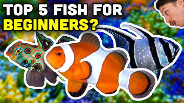 Top 5 Beginner Saltwater Fish from Top Shelf!
