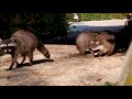 Енот-полоскун (Raccoon)