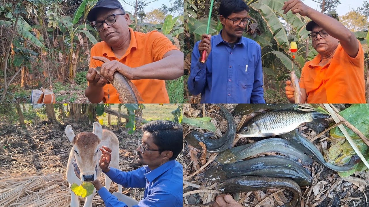 আজ দুই বন্ধু মাছ ধরতে গিয়ে যা ঘটলো।  Village style catfish catching and technique of hookfishing.
