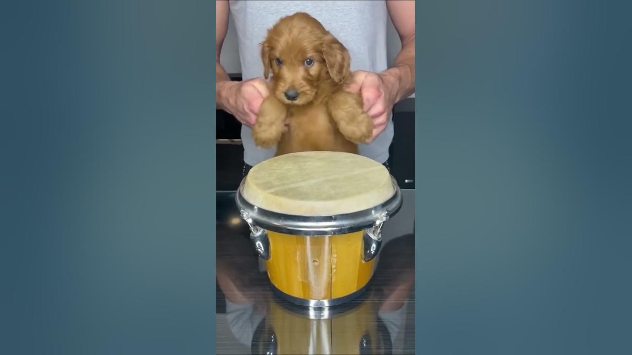 Puppy Drums Dog #shorts #dog
