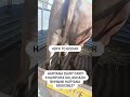#cow #bull #dairy #buffalo #horse #calf #animal #attitude #camel #army