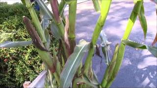 the corn stalk of ferstler rd