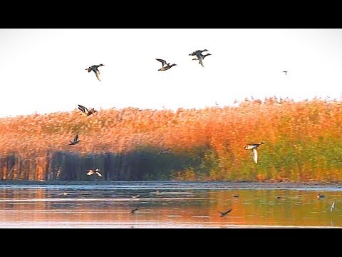 УТКИ МНОГО, а я С ДВУСТВОЛКОЙ. Охота на утку осенью.