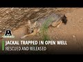 Jackal Trapped In Open Well, Rescued and Released In 3-Hr Long Operation