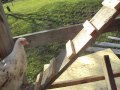 how to put your chickens to bed how to put your chickens to bed