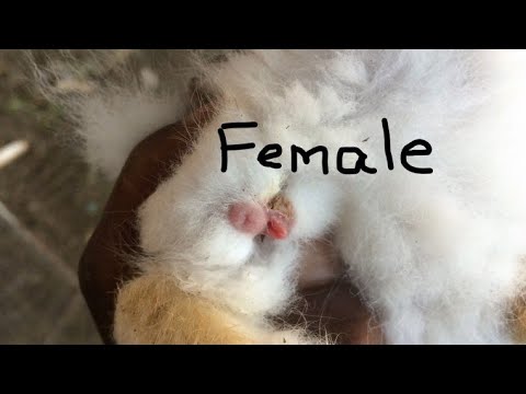 वीडियो: मादा चूहे से नर को कैसे बताएं