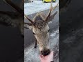 Two Deer Approach Outstretched Hand in Snowy Parking Lot