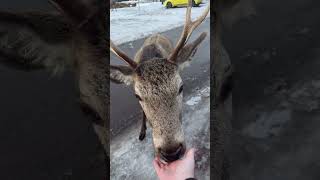Two Deer Approach Outstretched Hand in Snowy Parking Lot