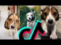 The Most Sweetest Beagle TikTok Compilation 2021 | Dogs Of TikTok