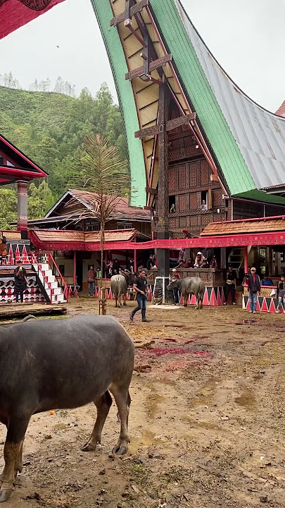 Mantunu prosesi pemahkaman adat Toraja