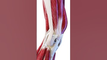 🏋️ The Knee in Motion: Muscles & Ligaments at Work 🏋️  #anatomy