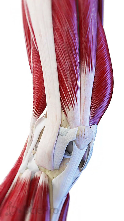 🏋️ The Knee in Motion: Muscles & Ligaments at Work 🏋️  #anatomy