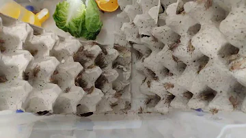 Como criar um grilo dentro de casa?